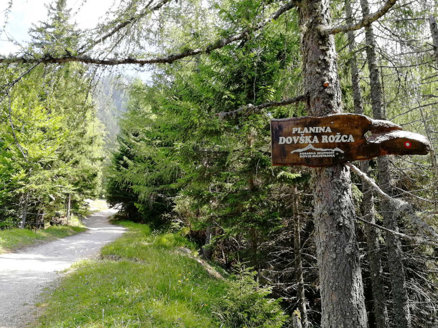 Začetek planine Dovške Rožce