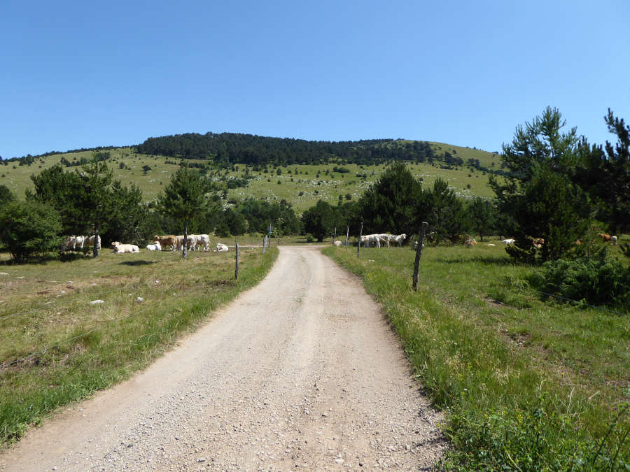 Planina pod Veliko Melanijo